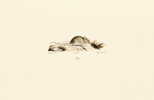 Rato doméstico de Jacques Christophe Werner