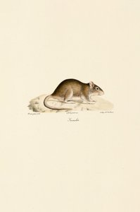 Rato doméstico de Jacques Christophe Werner