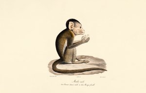 Híbrido de macaco bonnet e macaco de cauda de porco de Jacques Christophe Werner