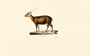 Muntjac indiano (Cerf Cochon) de Jacques Christophe Werner