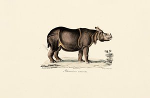 Rinoceronte indiano de Jacques Christophe Werner