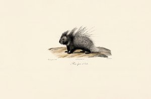 Porco-espinho de crista italiana de Jacques Christophe Werner