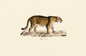 Jaguar (macho) em vista lateral de Jacques Christophe Werner