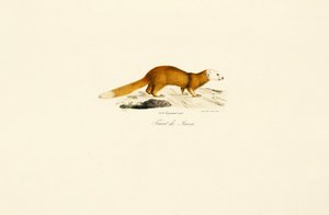 Furão de Javanês Texugo de Jacques Christophe Werner