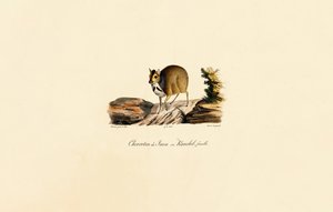Veado-rato de Javan (Fêmea) de Jacques Christophe Werner