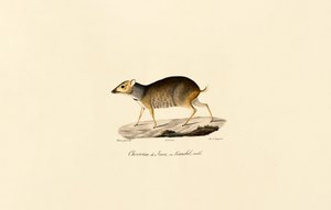 Veado-rato de Javan (macho) de Jacques Christophe Werner