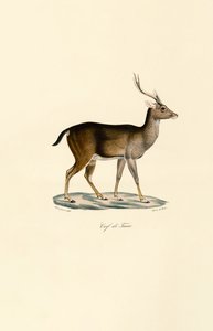 Javan Rusa de Jacques Christophe Werner