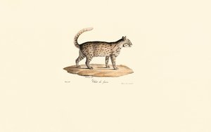 Gato leopardo (Prionailurus bengalensis) de Jacques Christophe Werner