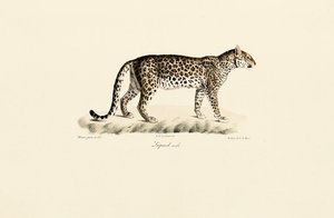 Leopardo, macho de Jacques Christophe Werner