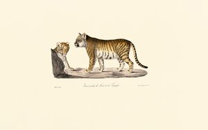 Híbrido de leão e tigre de Jacques Christophe Werner
