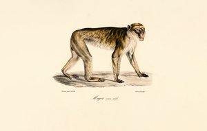 Macaque de cauda longa (macho) de Jacques Christophe Werner