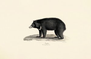 Urso do sol da Malásia de Jacques Christophe Werner