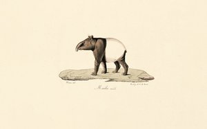 Anta da Malaia de Jacques Christophe Werner