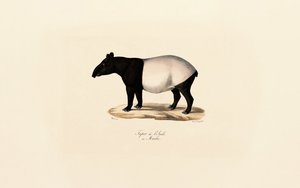 Anta da Malaia de Jacques Christophe Werner