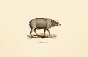 Homem Babirusa de Jacques Christophe Werner