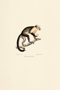 Macaco esquilo comum macho de Jacques Christophe Werner