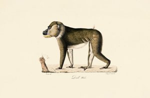 Babuíno Gelada macho de Jacques Christophe Werner