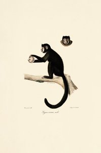 Macho de capuchinho com chifres de Jacques Christophe Werner