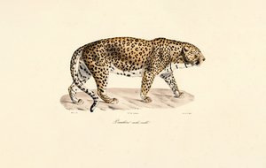 Leopardo macho de Jacques Christophe Werner