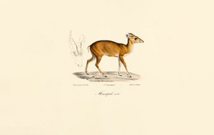 Macho Muntjac de Jacques Christophe Werner