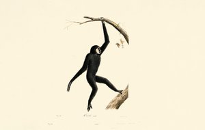 Homem Siamang de Jacques Christophe Werner