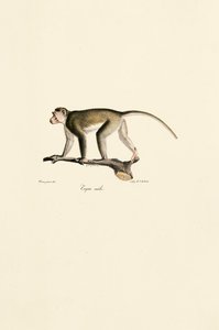 Macaco esquilo macho de Jacques Christophe Werner