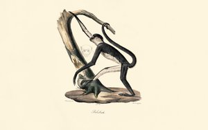 Guereza de manto de Jacques Christophe Werner