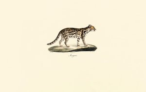 Margay de Jacques Christophe Werner