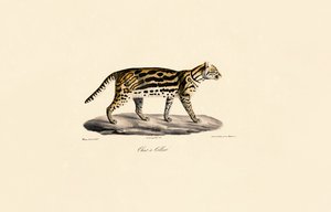 Gato Margay de Jacques Christophe Werner