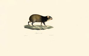 Porco-espinho mexicano de Jacques Christophe Werner