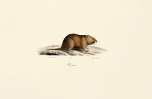Rato-mourisco (Sichermous) de Jacques Christophe Werner