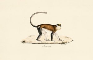 Macaco Mona de Jacques Christophe Werner