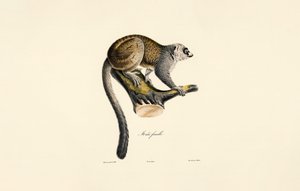 Lémure mangusto (fêmea) de Jacques Christophe Werner