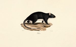Rato almiscarado de Jacques Christophe Werner