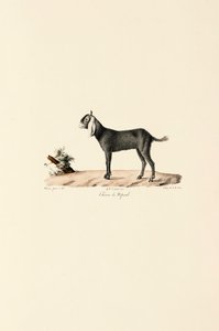 Cabra nepalesa de Jacques Christophe Werner