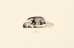 Cão da Terra Nova de Jacques Christophe Werner