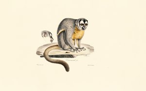 Macaco noturno de Jacques Christophe Werner