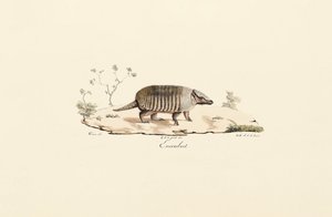 Tatu de nove bandas de Jacques Christophe Werner