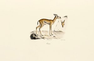Gazela do Norte de África de Jacques Christophe Werner