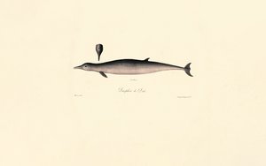 Baleia-franca-do-norte de Jacques Christophe Werner