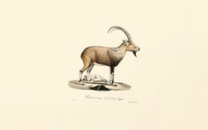 Ibex da Núbia de Jacques Christophe Werner