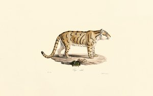 Jaguatirica (Leopardus pardalis) de Jacques Christophe Werner