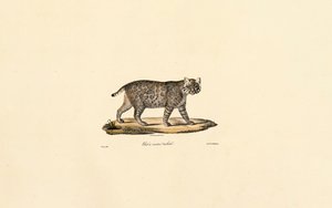 Jaguatirica de Jacques Christophe Werner