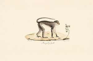 Macaco Patas (fêmea) de Jacques Christophe Werner