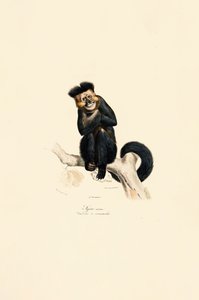 Gibão pileado de Jacques Christophe Werner