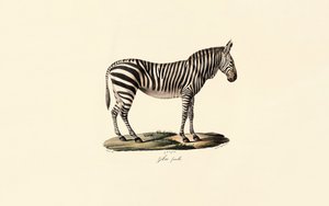 Zebra das planícies, fêmea de Jacques Christophe Werner