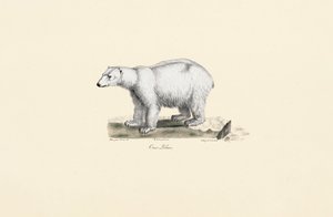 Urso Polar de Jacques Christophe Werner