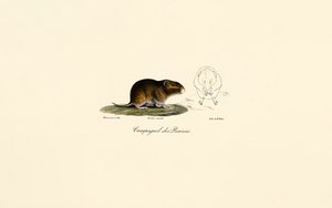Ratazana da pradaria (ratazana dos prados) de Jacques Christophe Werner