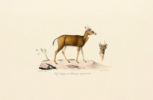Antílope Pronghorn de Jacques Christophe Werner