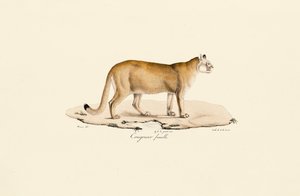 Puma, fêmea de Jacques Christophe Werner